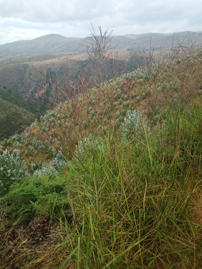 山地出租