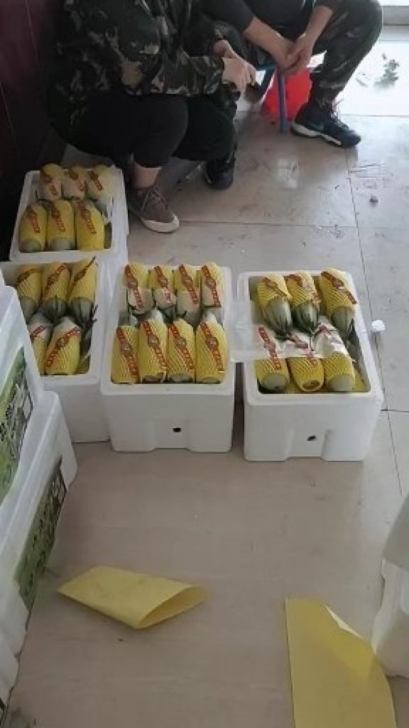 博洋61甜瓜博洋甜瓜产地直发。欢迎新老客户前来参观采