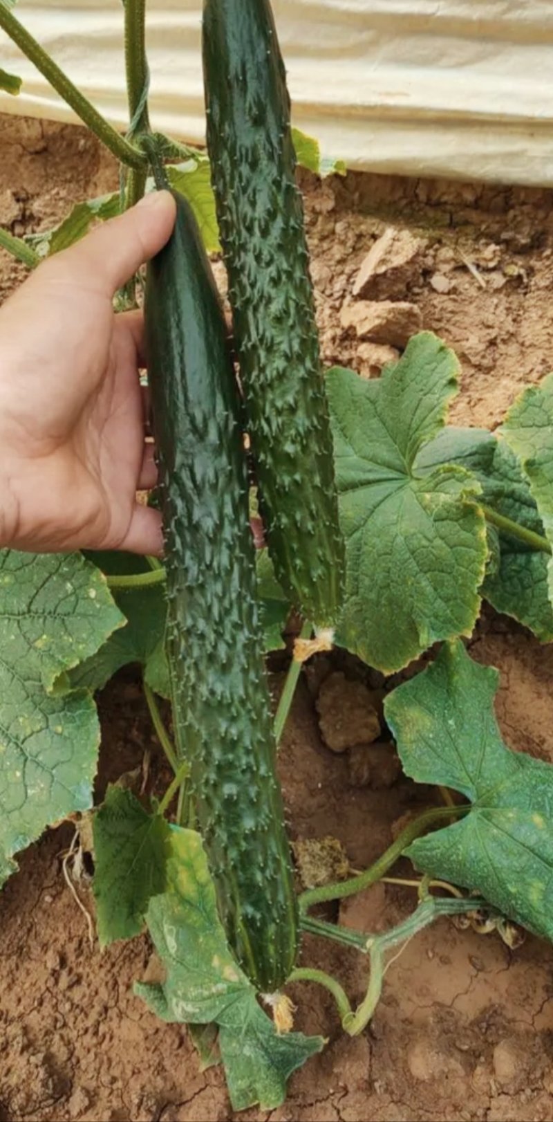 黄瓜蜜刺黄瓜鲜花带刺大棚种植货源充足质量保证