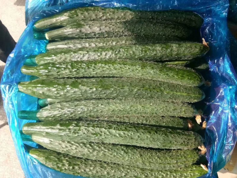 黄瓜蜜刺黄瓜鲜花带刺大棚种植货源充足质量保证