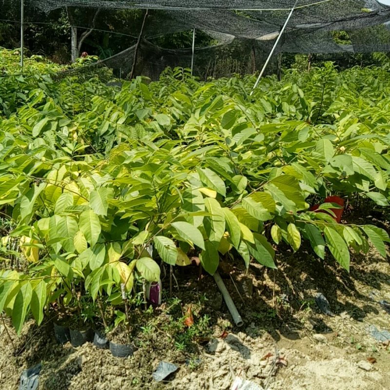 释迦果苗