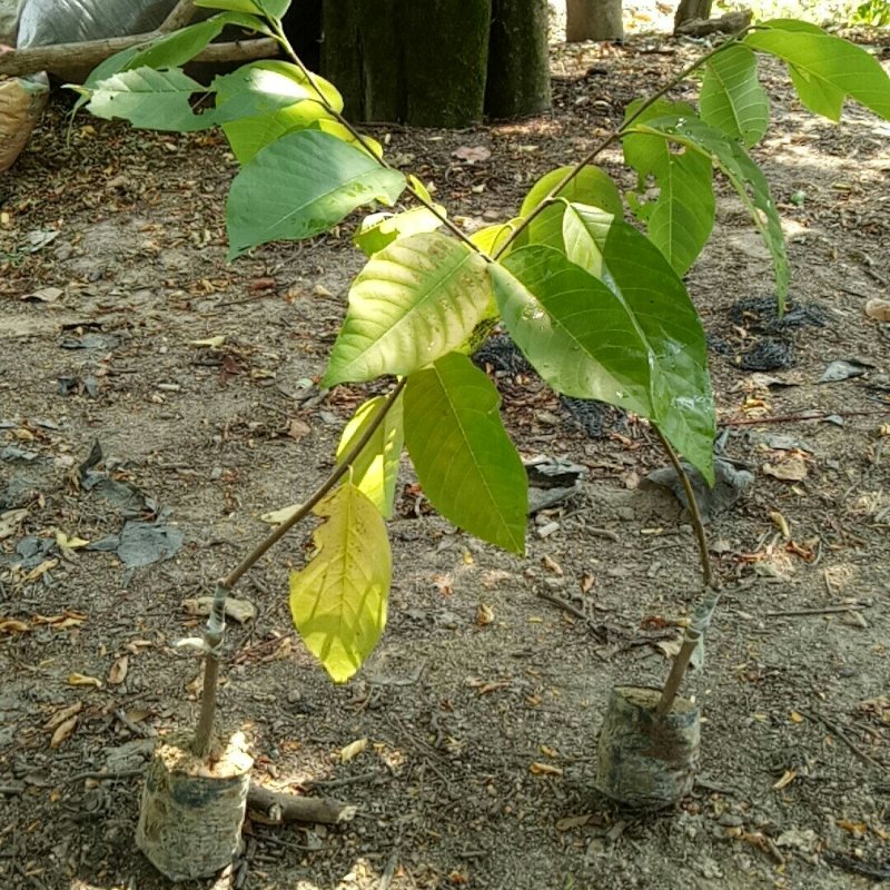 释迦果苗