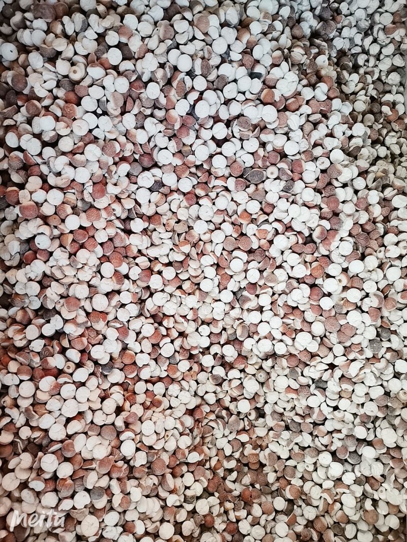 芡实整颗/半开各种规格芡实米鸡头米产地直销品质保证
