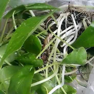 滴水珠-浙西山区纯野生药材