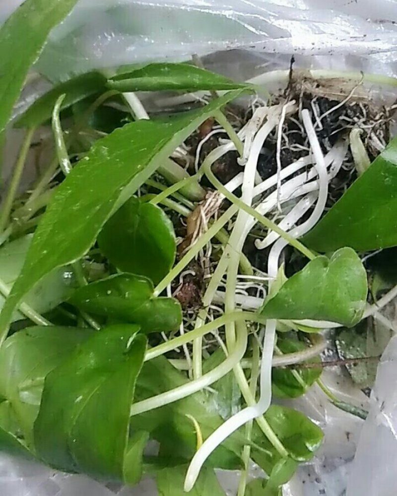 滴水珠-浙西山区纯野生药材