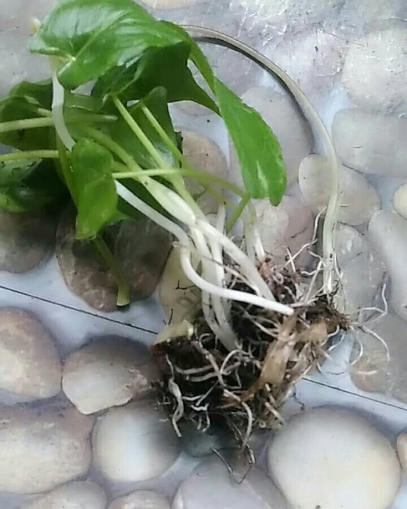 滴水珠-浙西山区纯野生药材
