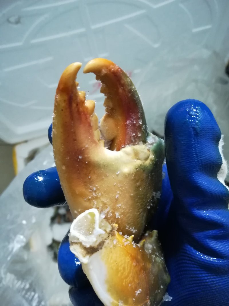 蟹脚（钳）越南螃蟹腿