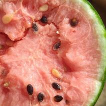 无籽西瓜，头茬原棚瓜，熟度高口感好，产地一手货源