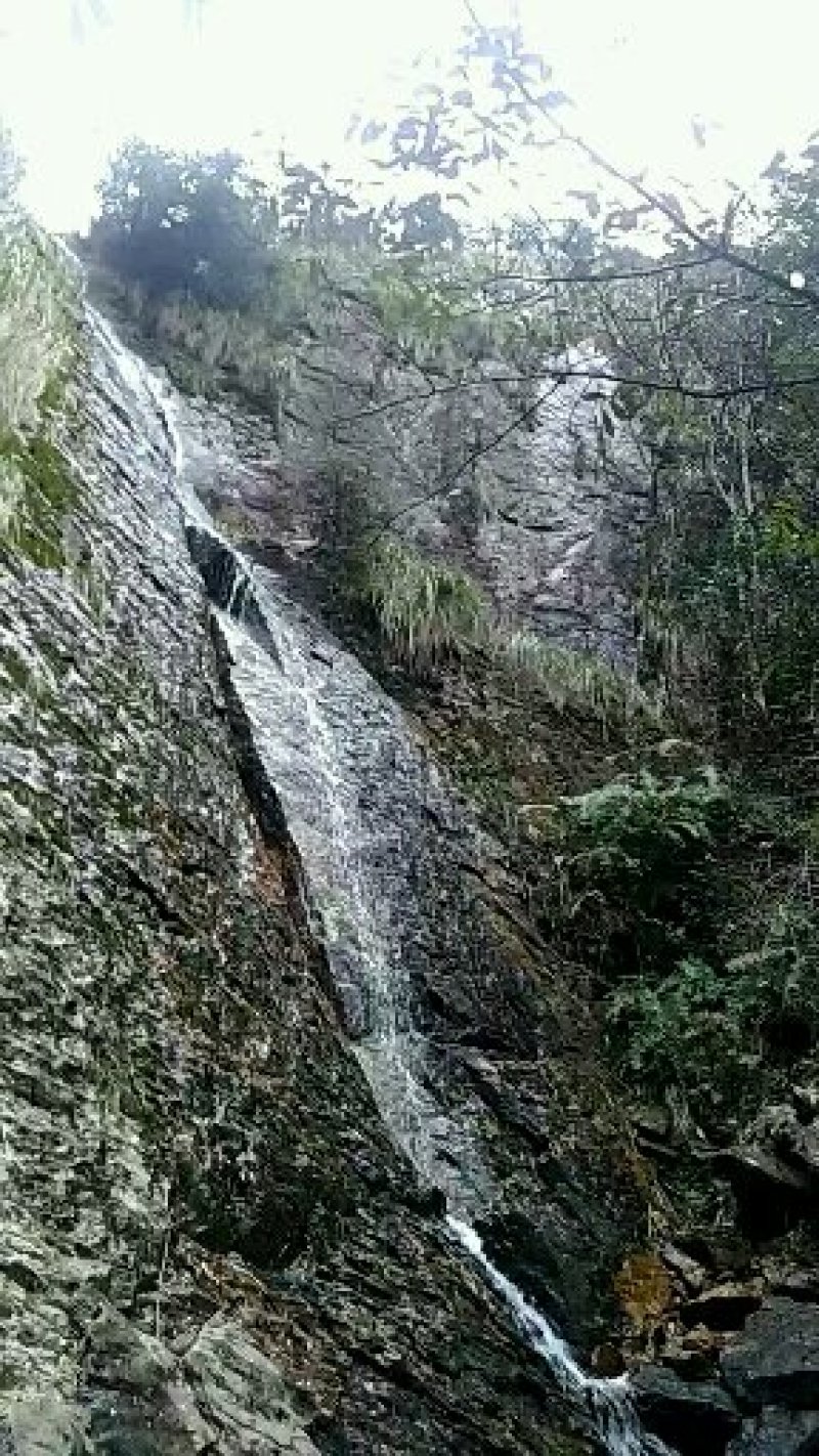 滴水珠-浙西山区纯野生药材