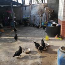 五黑一绿鸡，家里自己喂养下蛋的，七个多月啦