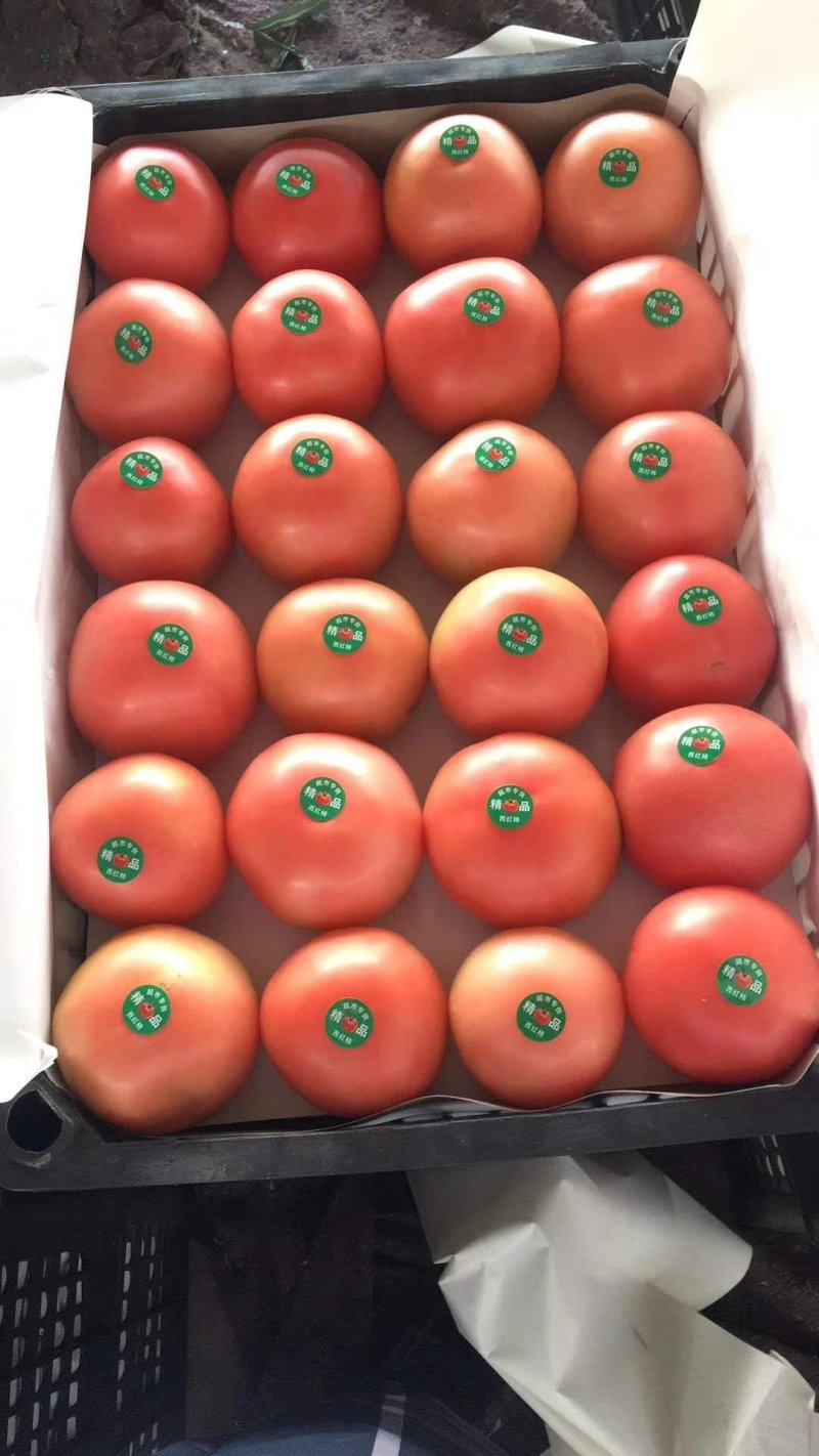 【热卖中】河北饶阳硬粉西红柿各大生鲜商超档口专供，放心品质！