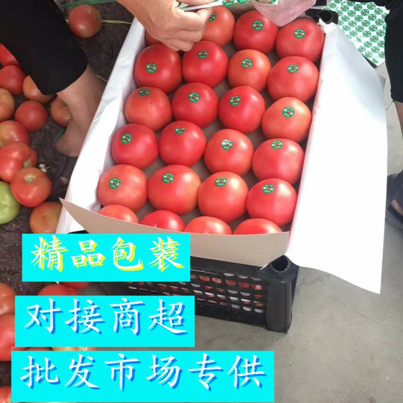 【热卖中】河北饶阳硬粉西红柿各大生鲜商超档口专供，放心品质！
