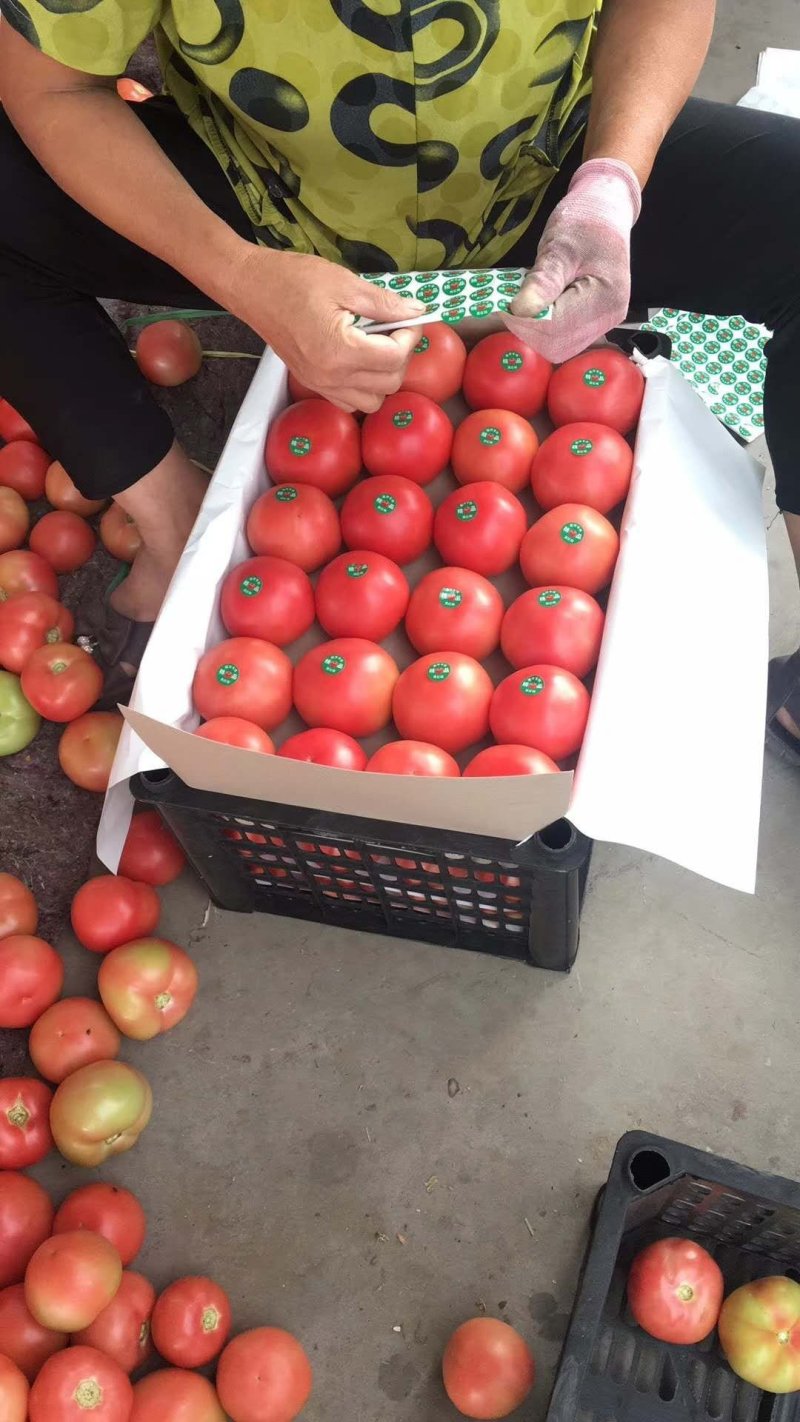 【热卖中】河北饶阳硬粉西红柿各大生鲜商超档口专供，放心品质！