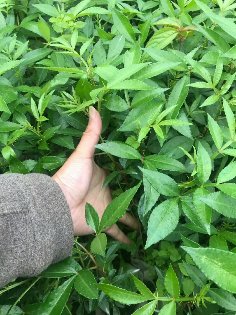 正宗江津九叶青花椒苗眉山藤椒苗天之椒营养杯苗裸根苗