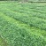 正宗江津九叶青花椒苗眉山藤椒苗天之椒营养杯苗裸根苗