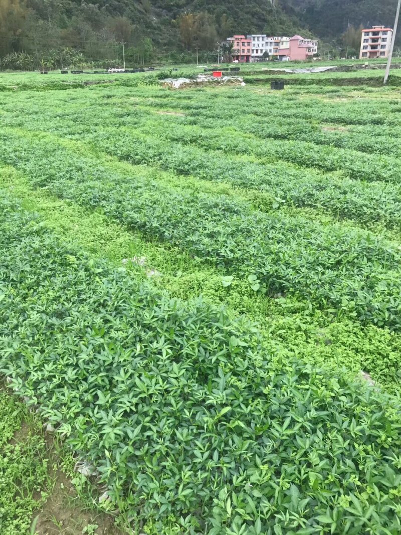 正宗江津九叶青花椒苗眉山藤椒苗天之椒营养杯苗裸根苗