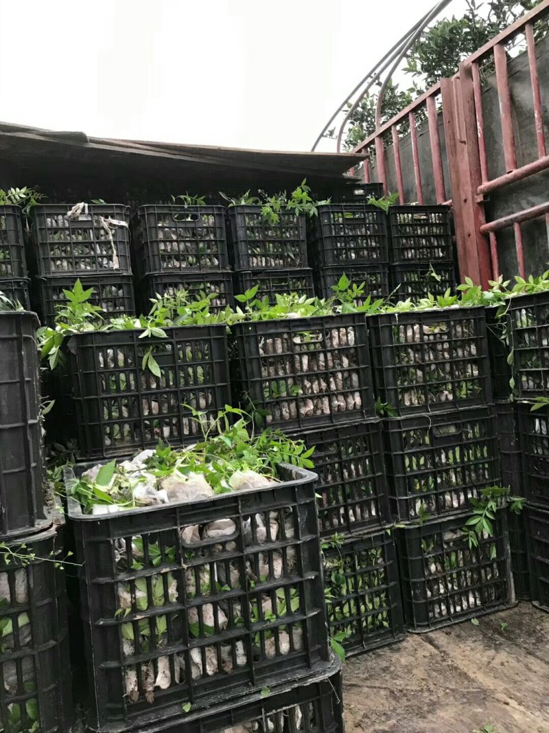 正宗江津九叶青花椒苗眉山藤椒苗天之椒营养杯苗裸根苗