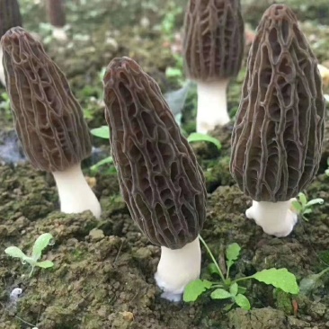 羊肚菌食用菌产地直销