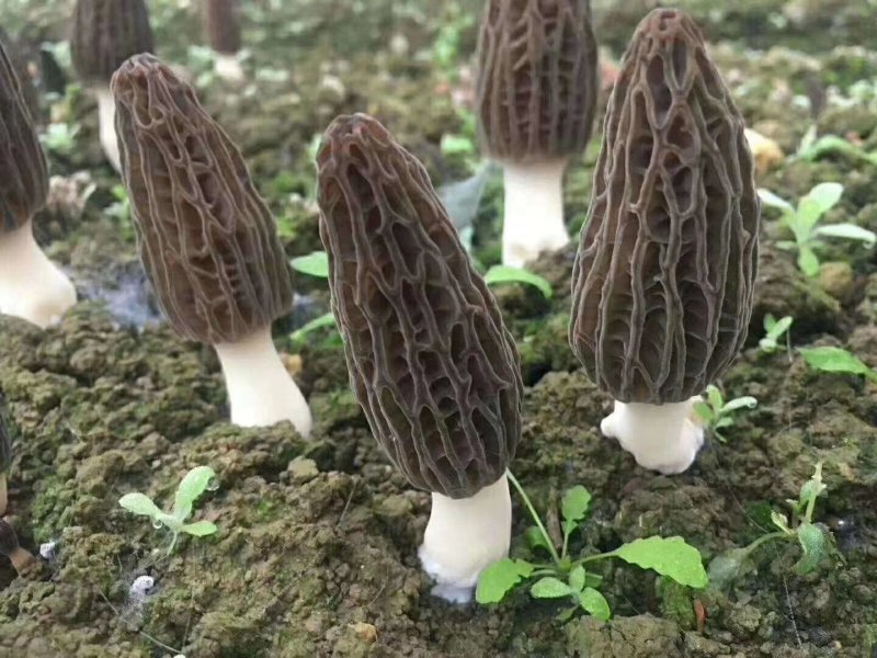 羊肚菌食用菌产地直销