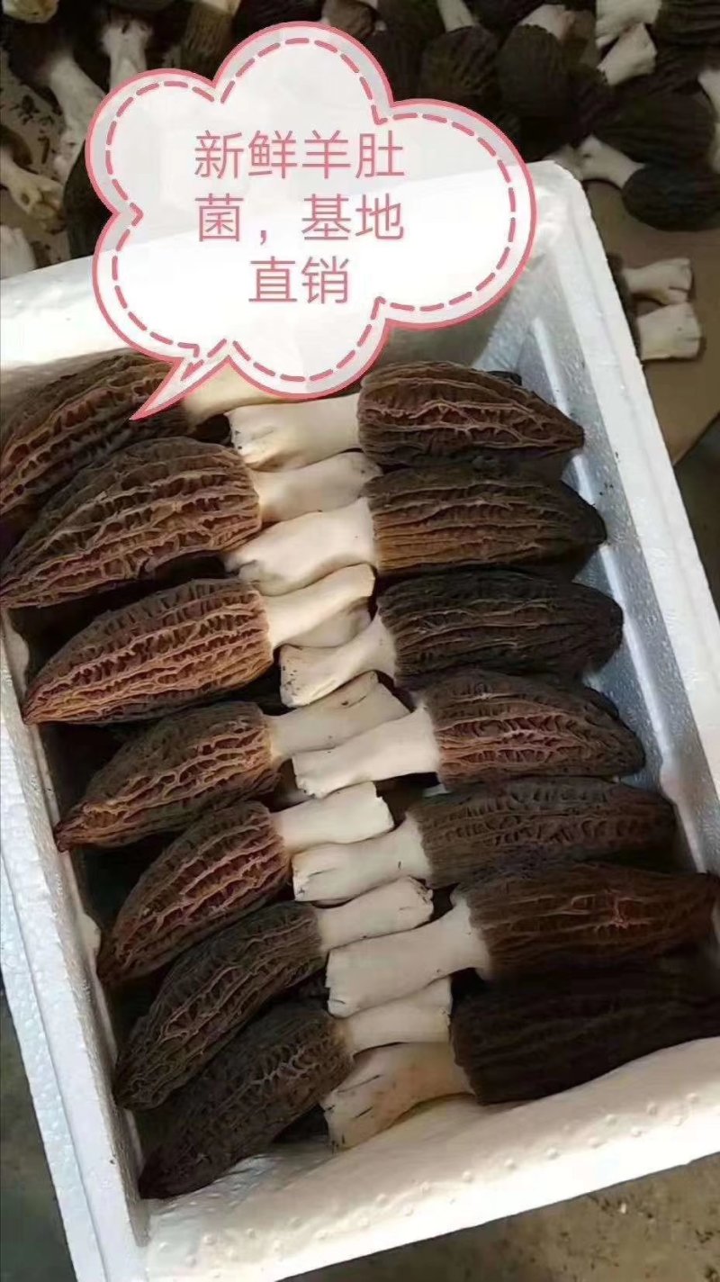 羊肚菌食用菌产地直销