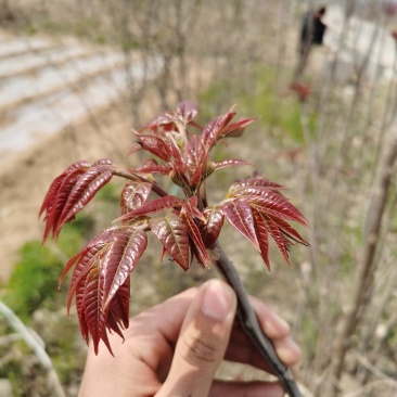 红油香椿苗,现起苗保证成活率免费提供种植技术