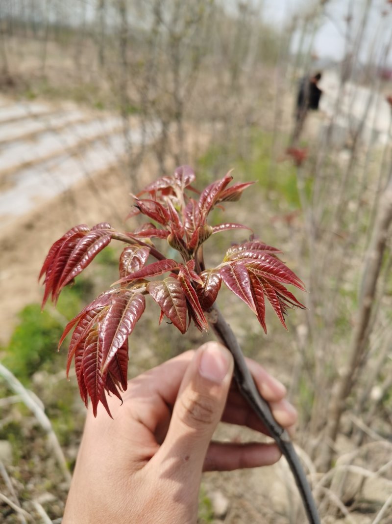 红油香椿苗，现起苗保证成活率免费提供种植技术