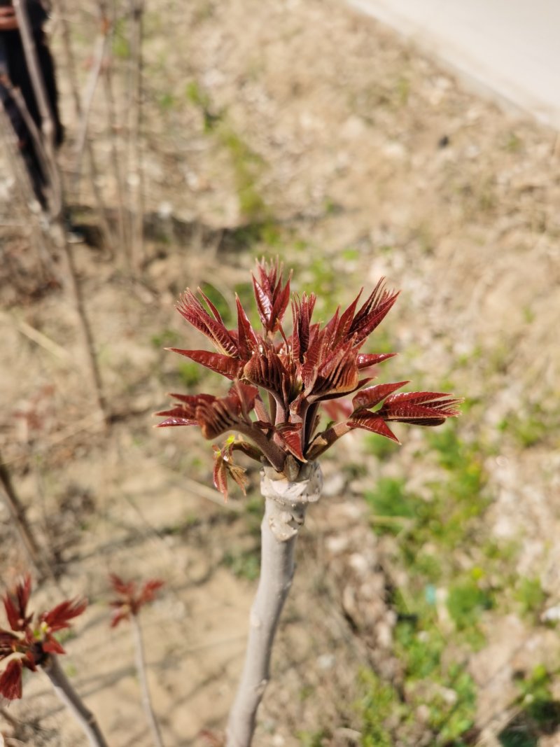 红油香椿苗，现起苗保证成活率免费提供种植技术