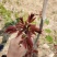 红油香椿苗,现起苗保证成活率免费提供种植技术