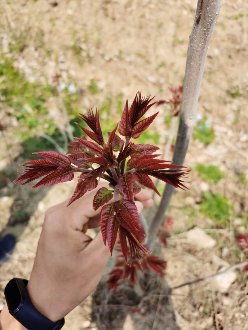 红油香椿苗，现起苗保证成活率免费提供种植技术