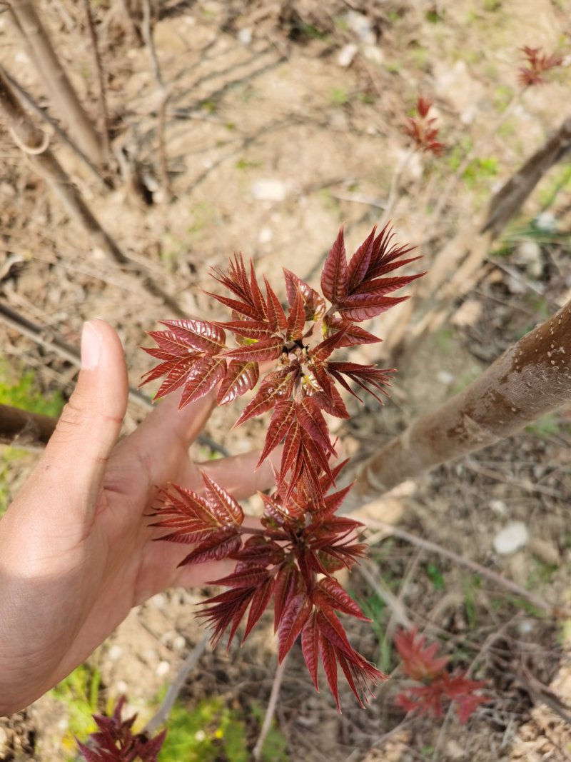 红油香椿苗，现起苗保证成活率免费提供种植技术