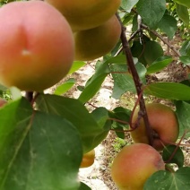 丰园红杏子，个大，色红，成熟口味甜，多汁