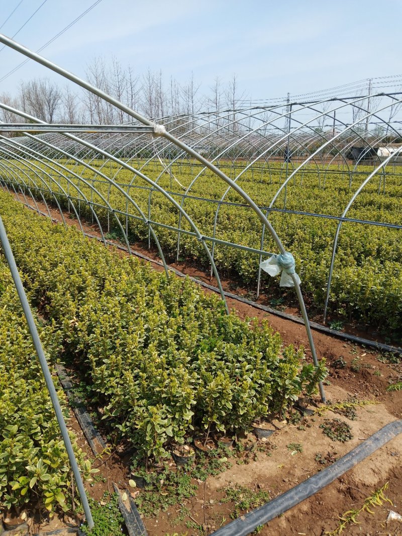绿化苗。金边黄杨大杯