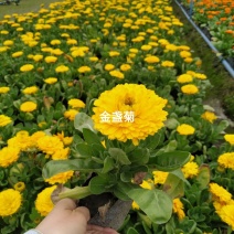 出售金盏菊工程苗黄色/橙色金盏菊时令花卉基地直销