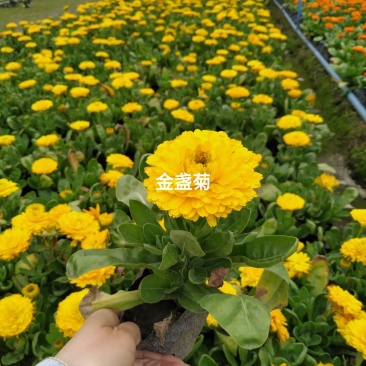 出售金盏菊工程苗黄色/橙色金盏菊时令花卉基地直销