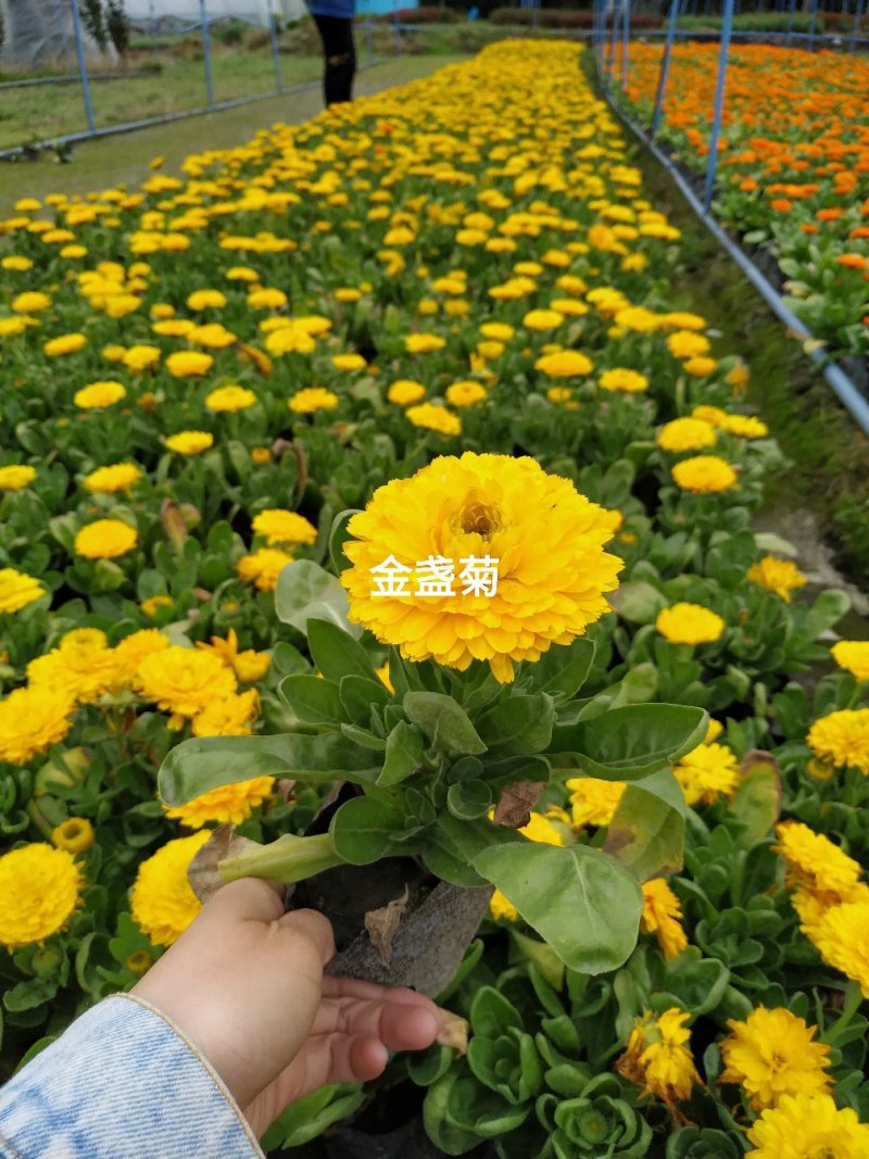 出售金盏菊工程苗黄色/橙色金盏菊时令花卉基地直销