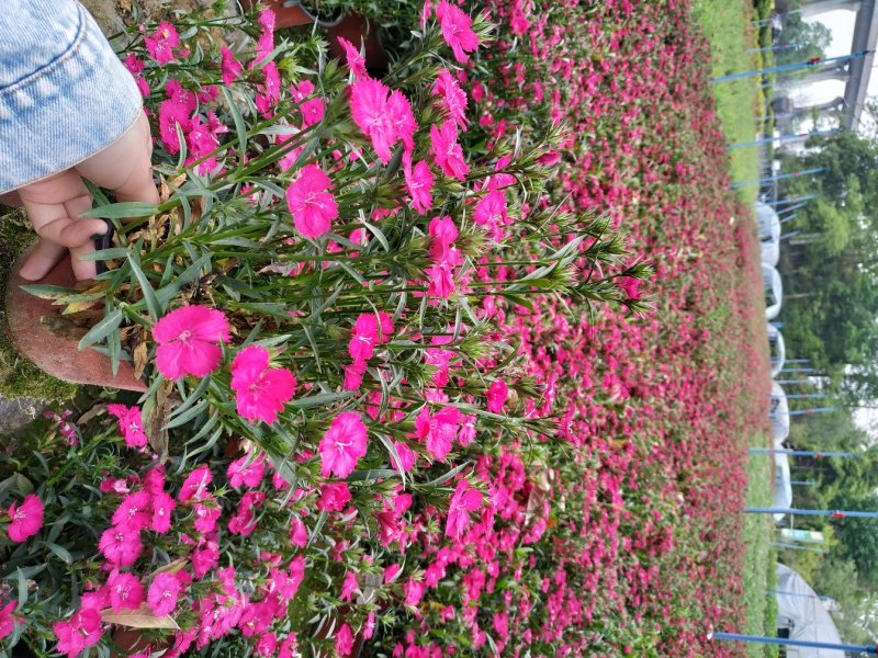 出售金盏菊工程苗黄色/橙色金盏菊时令花卉基地直销