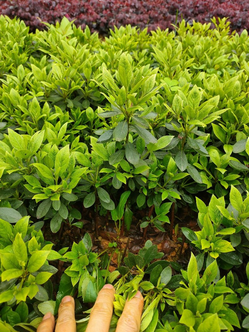 比利时杜鹃西洋杜鹃苗园林绿化工程用苗常绿植物