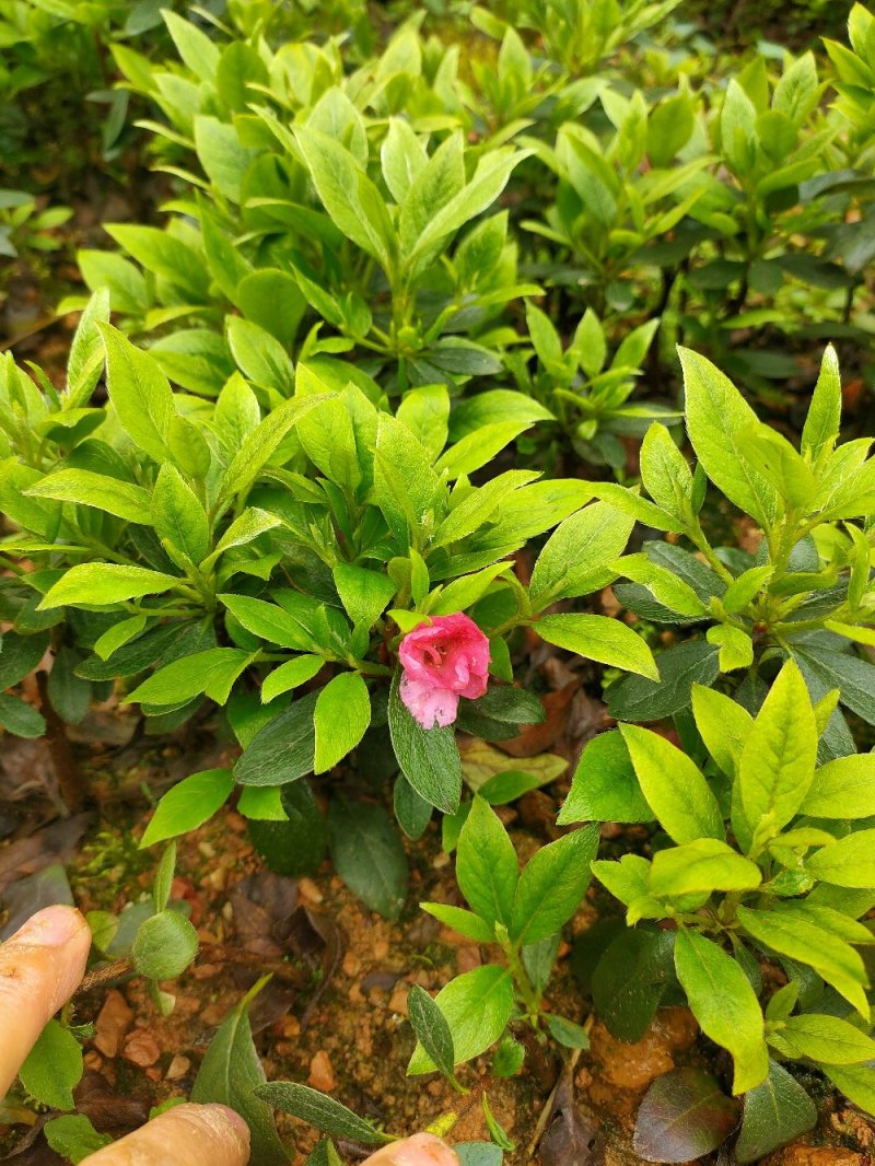 比利时杜鹃西洋杜鹃苗园林绿化工程用苗常绿植物
