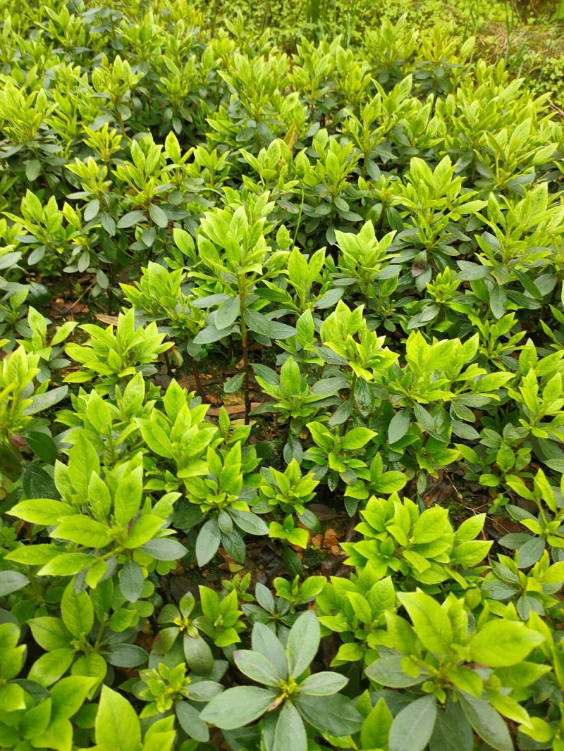 比利时杜鹃西洋杜鹃苗园林绿化工程用苗常绿植物