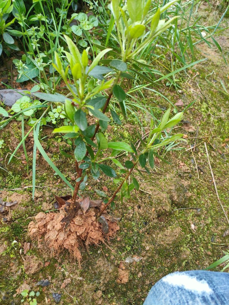 比利时杜鹃西洋杜鹃苗园林绿化工程用苗常绿植物
