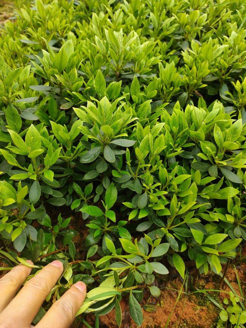 比利时杜鹃西洋杜鹃苗园林绿化工程用苗常绿植物