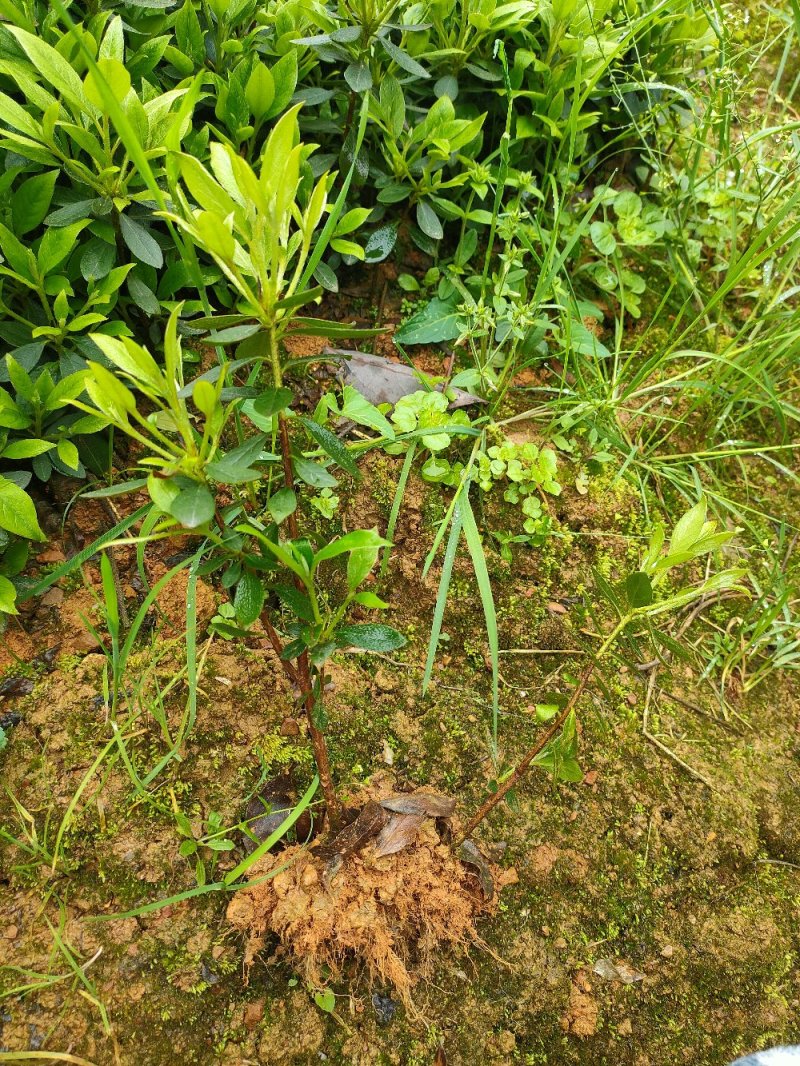 比利时杜鹃西洋杜鹃苗园林绿化工程用苗常绿植物