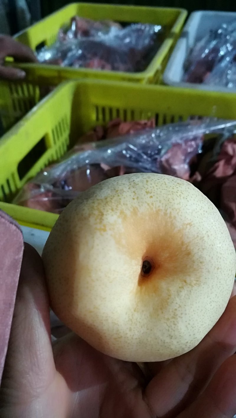 浦城酥梨，口感甜，水份饱满，果面漂亮