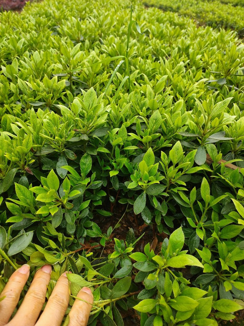 比利时杜鹃西洋杜鹃苗园林绿化工程用苗常绿植物