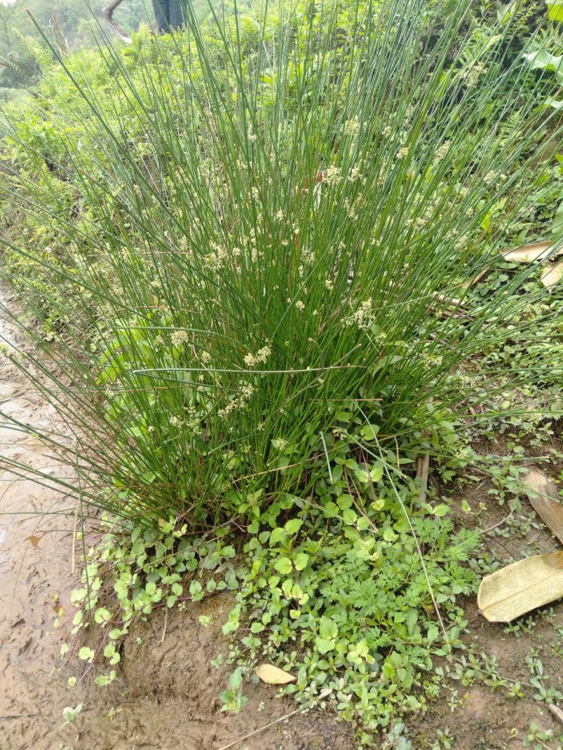 野生灯芯草，可药用。量不大，自然生长五年上了