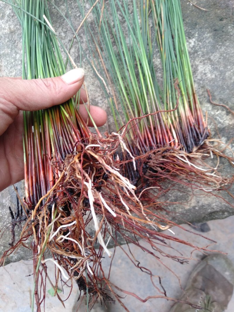 野生灯芯草，可药用。量不大，自然生长五年上了