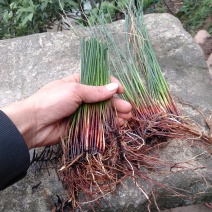 野生灯芯草，可药用。量不大，自然生长五年上了