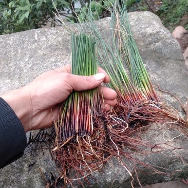 野生灯芯草，可药用。量不大，自然生长五年上了