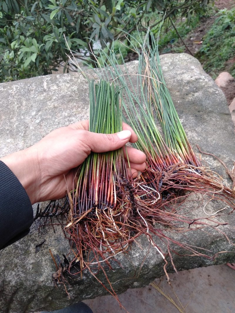 野生灯芯草，可药用。量不大，自然生长五年上了