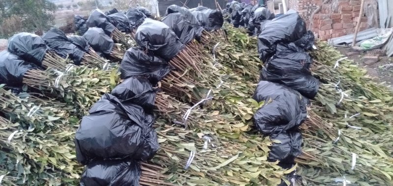 有好货大五星枇杷苗当天起苗当天发货。保证品种纯量大从优